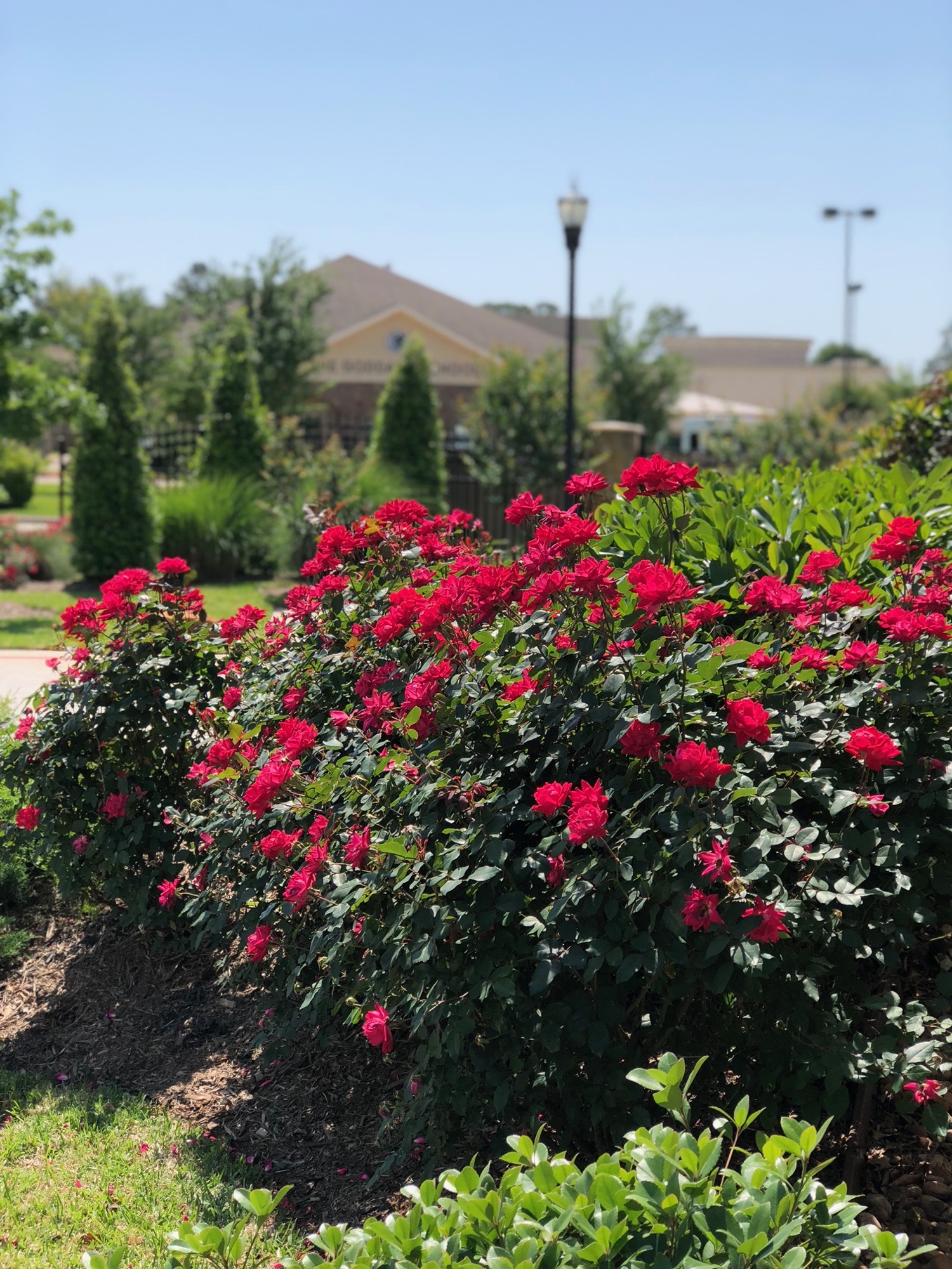 Knockout rose hedge along a walkway, office building in the background at Pin Oak Park